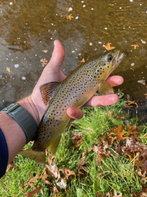 The Tradition of Trout Fishing on April 1