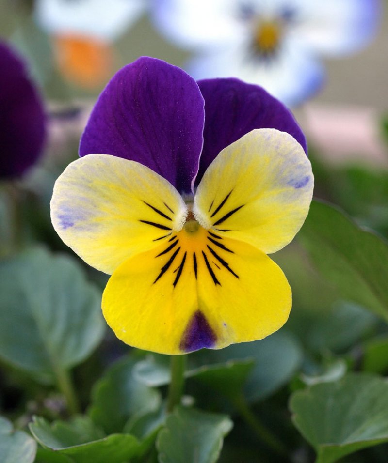 Gardening with Peter Bowden: Planting Pansies &amp; Violas to Chase Away The Winter Blues
