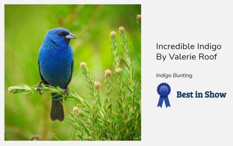 Best In Show was awarded to Valerie Roof for her image “Incredible Indigo.” 