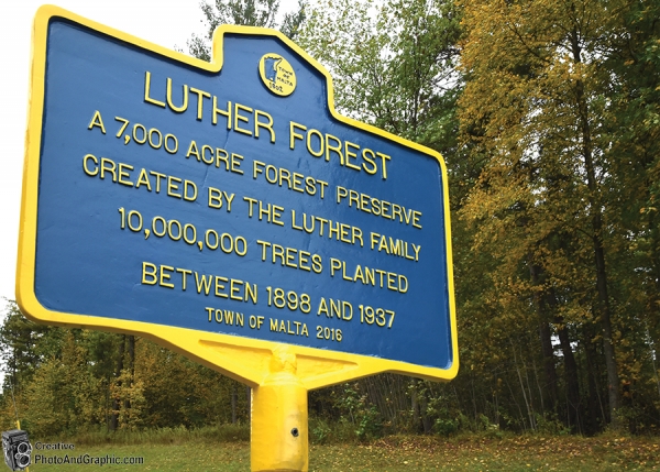Logging Rights and Alleged Wrongs in Luther Forest