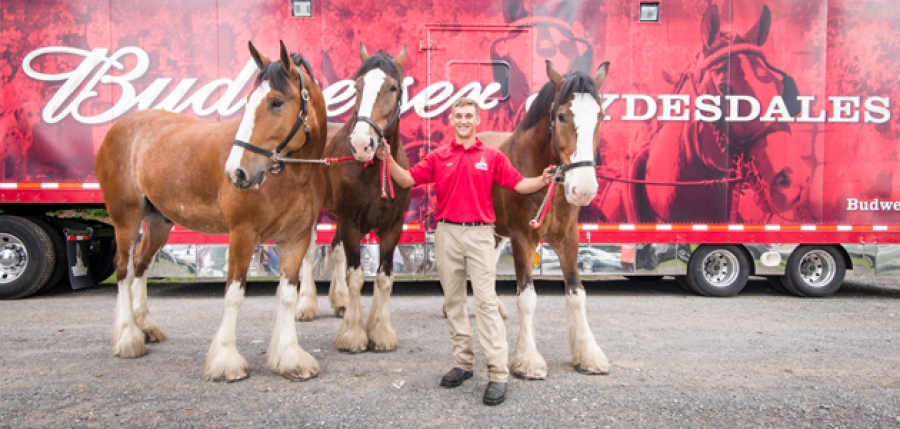 Pretty Cool, Bud! Clydesdales Hit Our Neighborhood