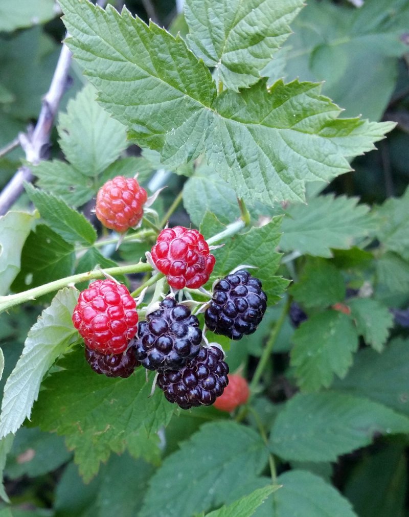 Gardening with Peter Bowden: Growing Berries