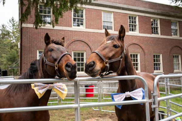 Two therapy horses George and DW at the Healing with Horsepower Derby Day Fundraiser  on May 4, 2019 at the Saratoga Auto Museum. Photo provided.
