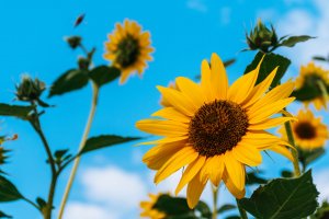 4 Sunflower Fields Near Saratoga