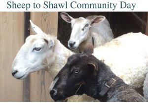 Sheep to Shawl Program Returns to History Center