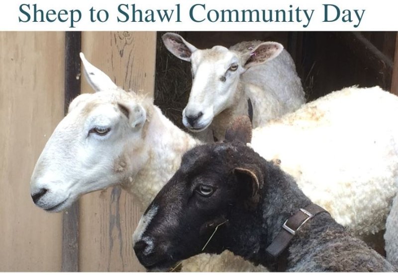 Sheep to Shawl Day, May 13.