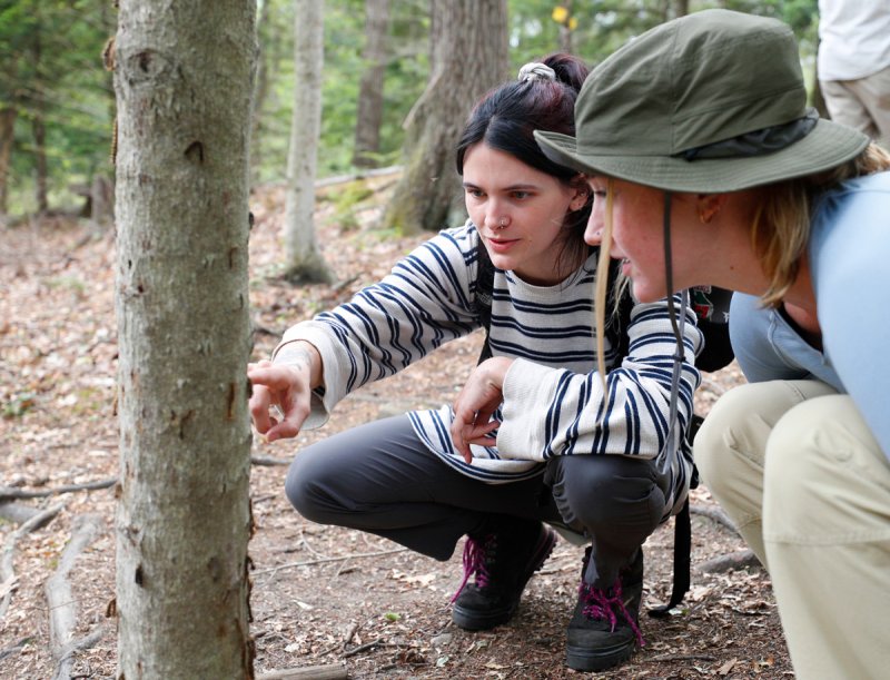 Students Avery Blake and Morgan Foster observe spongy moth caterpillars in woods near Skidmore campus. Photo provided.