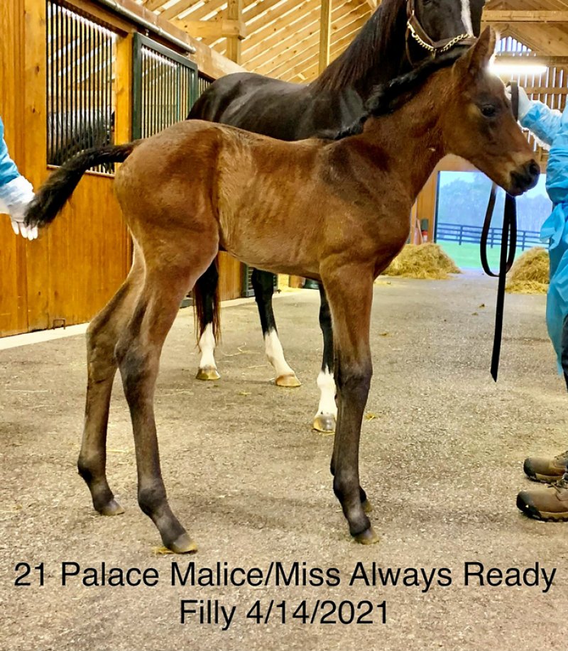 Miss Always Ready delivers a filly by Palace Malice at Three Chimneys Farm  as part of National Museum of Racing’s Foal Patrol Season 4.