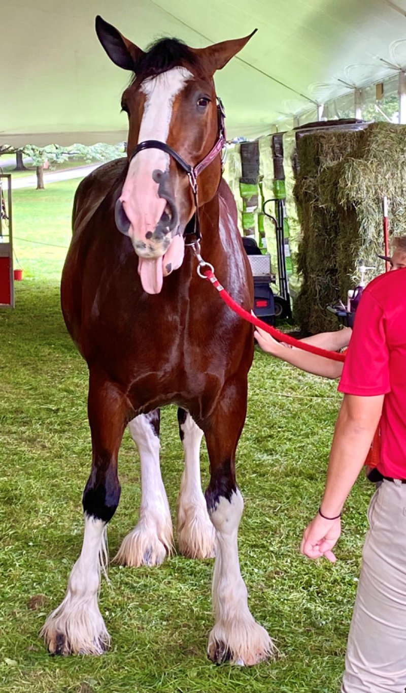 Budweiser Clydesdale “R.J.”  on the backstretch at Saratoga on Aug. 9, 2022.