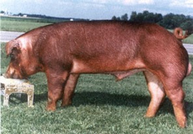 Duroc Pig. Photo source: National Swine Registry, provided by The Saratoga County History Roundtable.