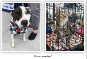 Hundreds Gather at Mohawk Chevrolet for Pet Adoption Clinic