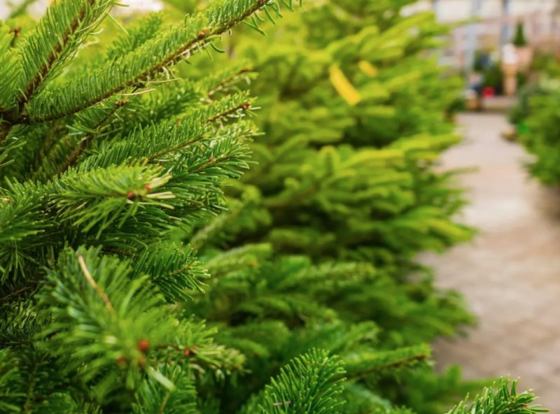 Supply Chain Grinch Goes on a Disappearing Christmas Tree Spree